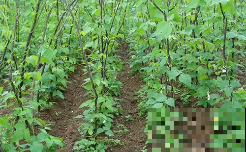 家里的菜园子不知道栽种些什么，种点它，一茬一茬吃不完！
