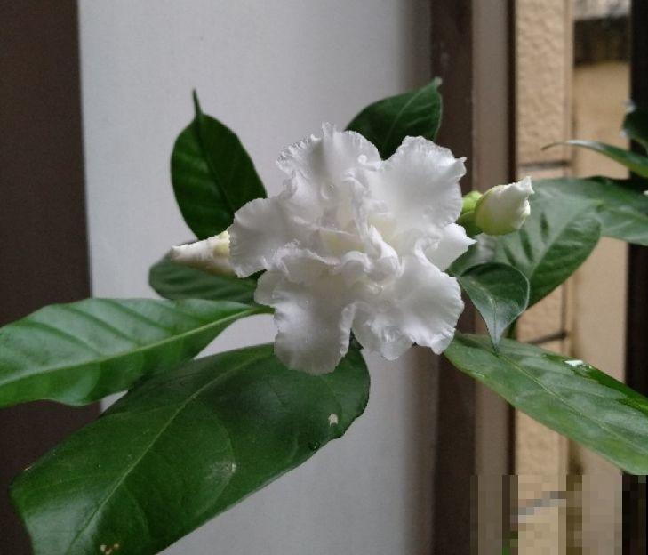 这花就是活香水，养一盆摆客厅，清新又杀菌！