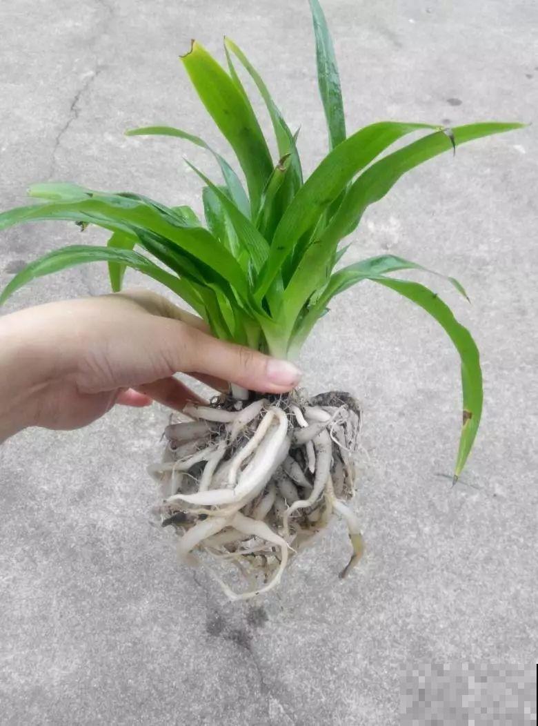 这8种花，趁着秋天赶紧分株，明年光买盆就够了！