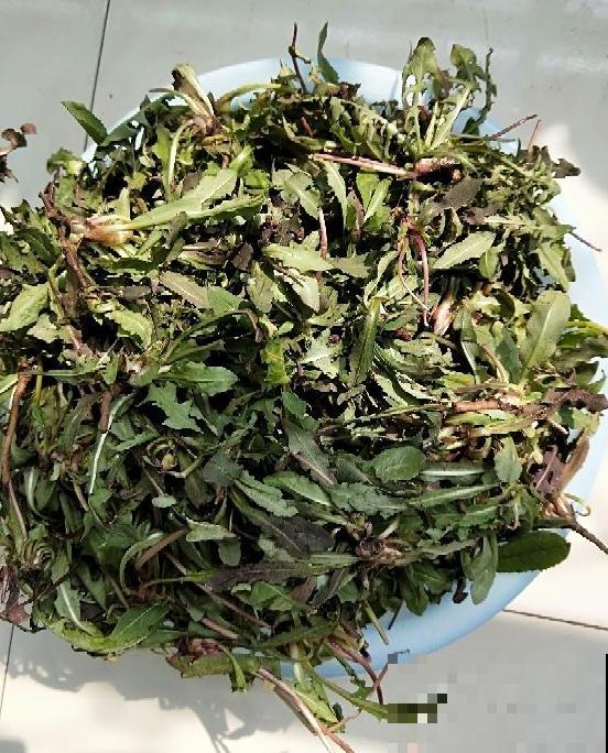 这草小时候当玩具玩，却不知价值极高，野外受伤，就靠它来止血！