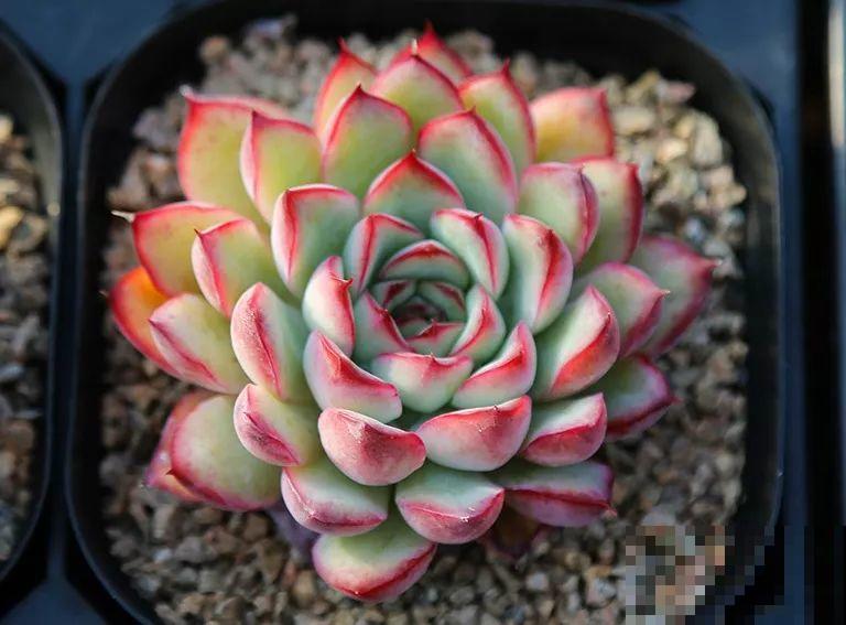 适合秋天养的10种多肉，抗冻又好养，太阳一晒红彤彤！