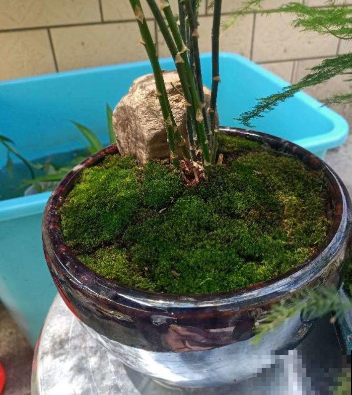 苔藓不光看着小清新，盆面铺一层，冬天养花不怕冻！