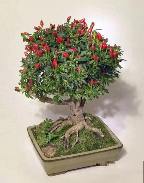 一个碗大的花盆，也能种出苹果树？别说，看着还挺诱人的！
