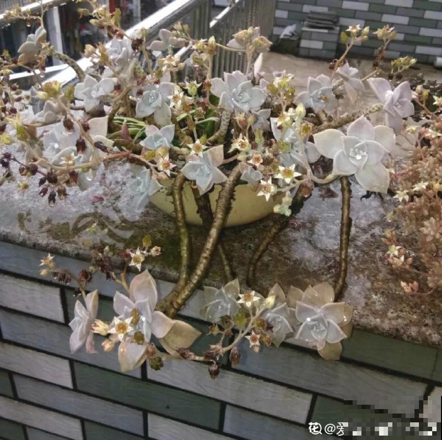 这多肉从小苗到老桩，仅用了3年，枝干长得手指粗！
