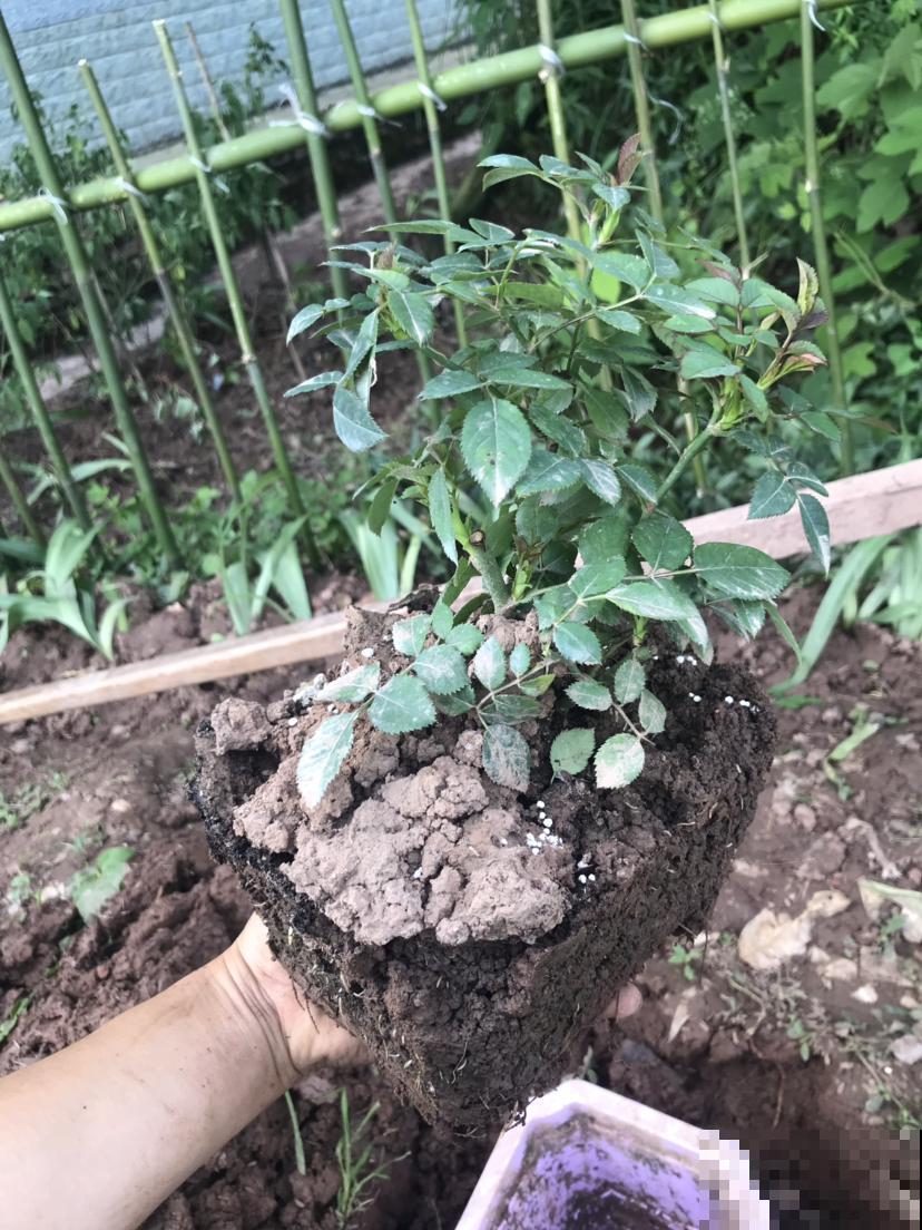 换盆把花换死了？原来是这件事没做好，现在知道还有救！
