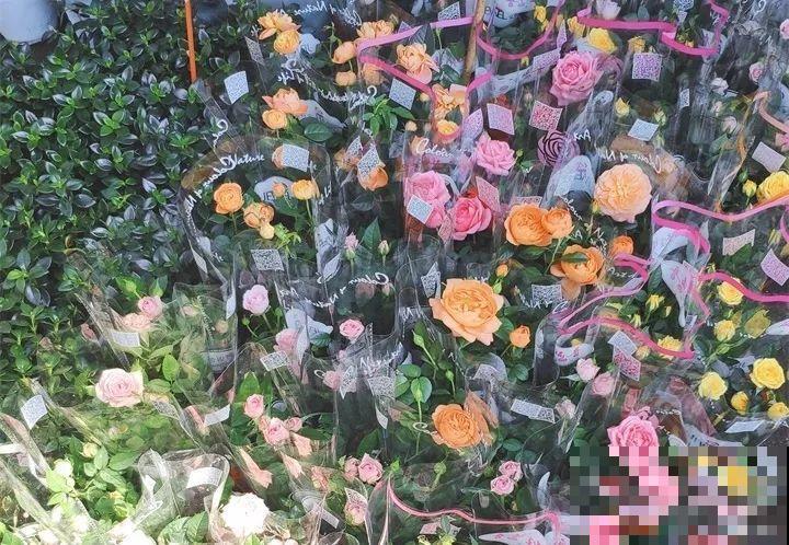 假期逛花市，5毛钱的花都有，30块塞满后备箱！