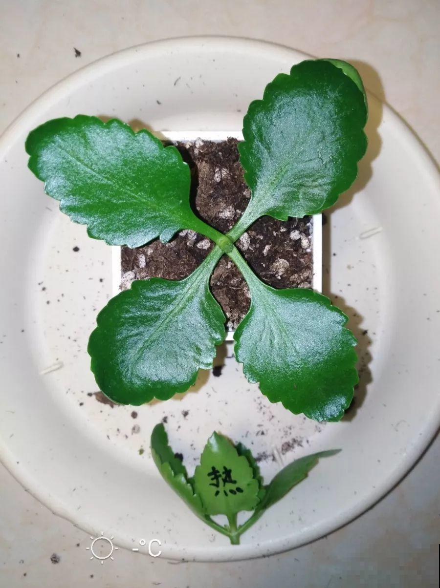 长寿花剪一刀喂点肥，花苞蹭蹭冒，叶子油绿又茂盛！