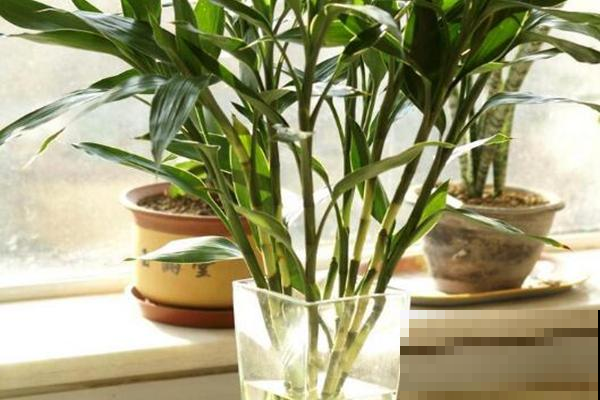 你们家里有养这些绿植吗？净化空气，关键还能护眼！