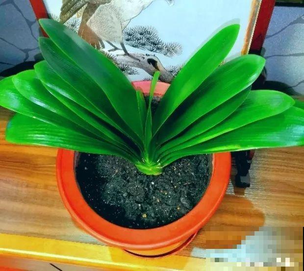 家里有这花，叶子沾灰不清洗，净化能力降到零！