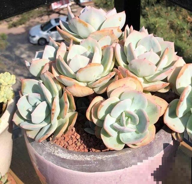 一排排的这种植物，整齐划一地放在阳台上，让人羡慕