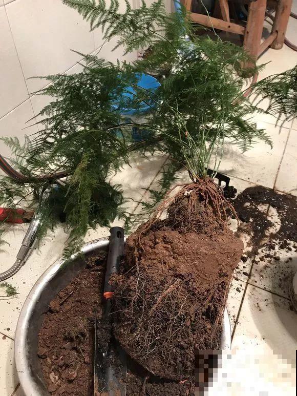 这8种花，趁着秋天赶紧分株，明年光买盆就够了！