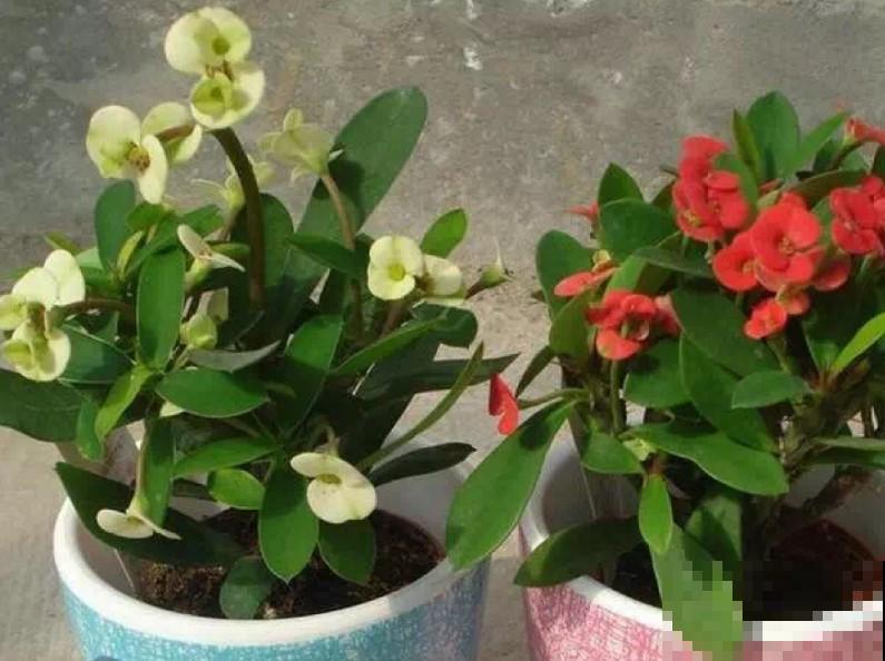 这花真好养，注意这4点，疯长狂开花！