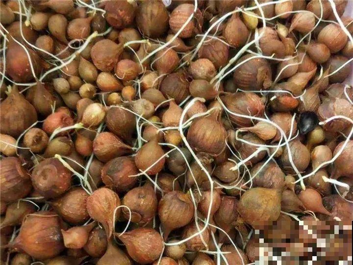 防盗窗上养这花，1个月开成花海，邻居都看花眼！