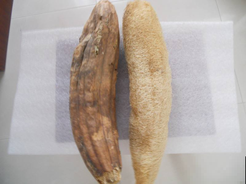 秋天捡点这东西，养花直接垫盆底，啥花都能呼呼长！
