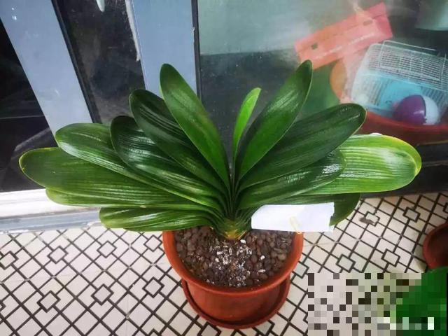 10月养花，这3点没注意，容易把花养死