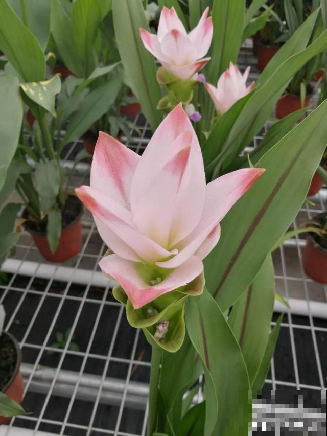 6种“荷花”，不用水只用土，开花一茬接一茬！