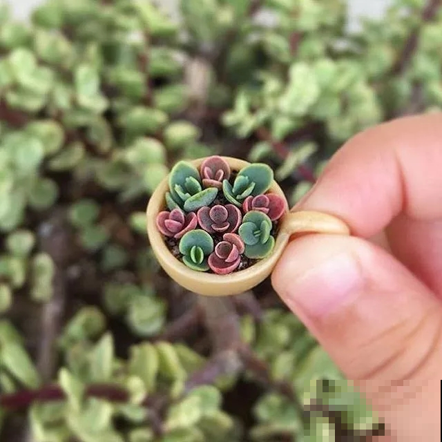 指甲盖大小的多肉你见过吗？自己在家就能养出来，可爱到心颤！