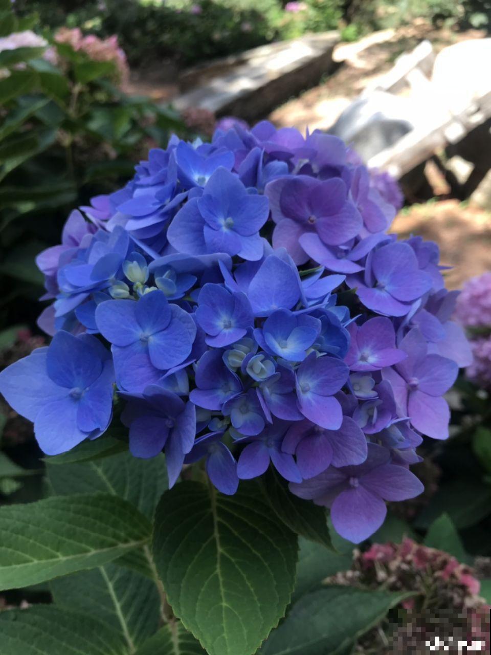 这7种花，耐阴不抗晒，放错位置不用一周叶子就枯了！