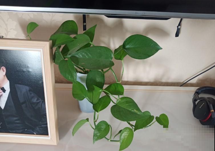 这2种大型的绿叶植物，放在客厅养眼护目，真是太值了！