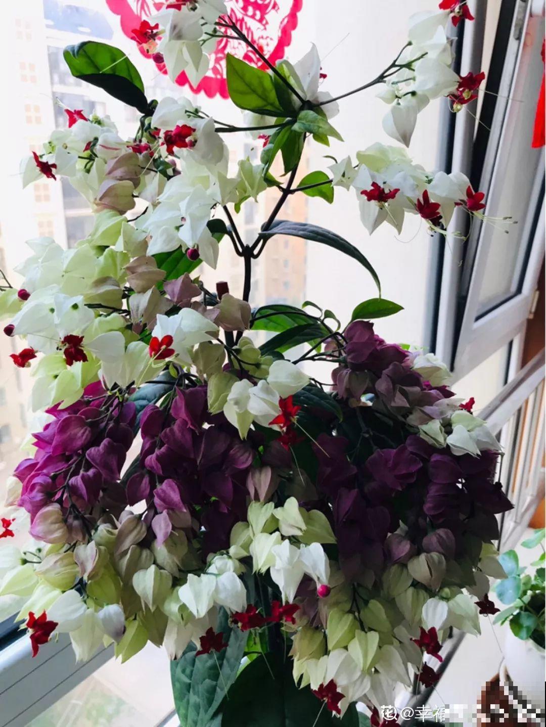 这花全年无休，能爬藤能开花，白珠子一个接一个！