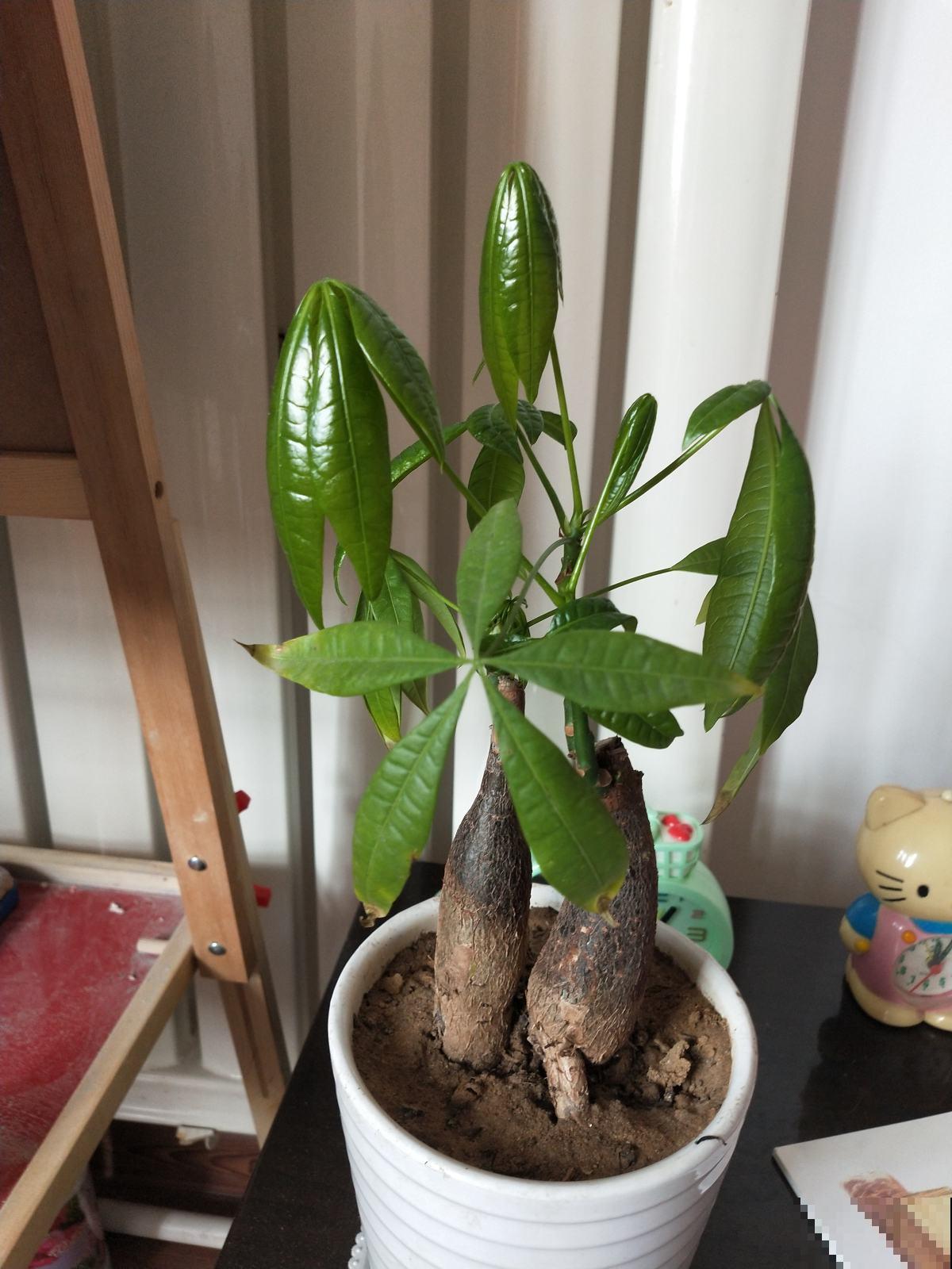 给发财树施肥记好了，加一些钾肥，枝叶繁茂不低垂！