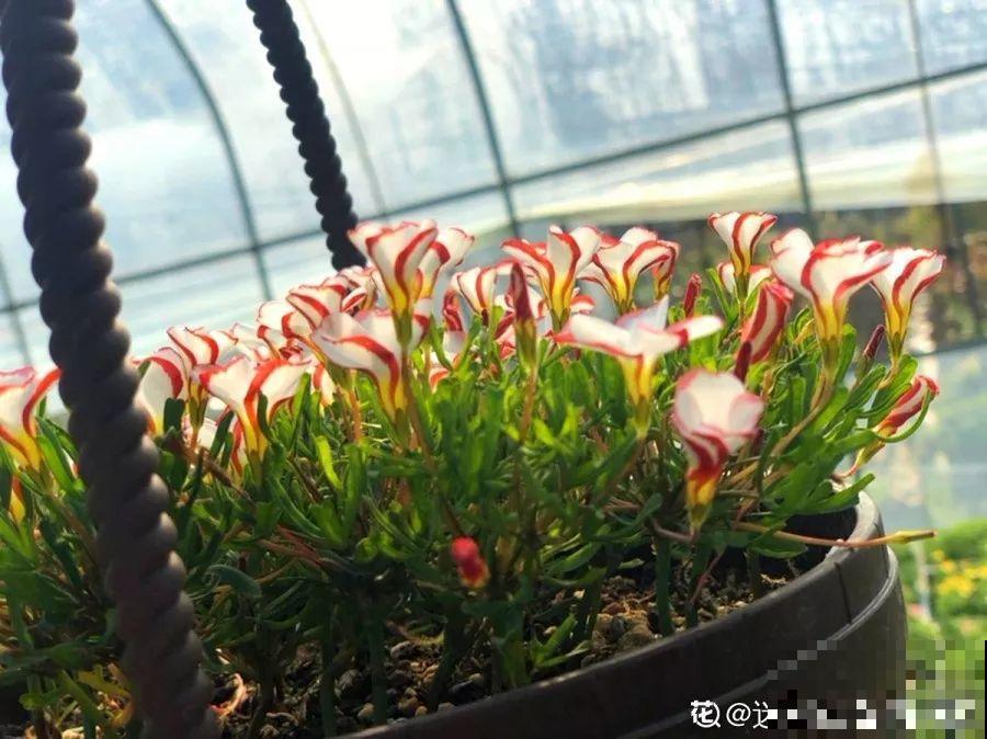 这6种花，占地小开花多，摆在家里很精致！