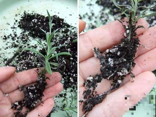 你种过薰衣草吗？几根枝条就能插出紫色花海，芳香又助眠！