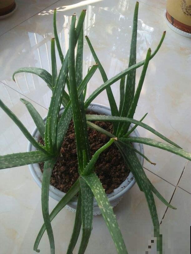 芦荟的几点养护技巧，土里加上碎瓦片，不愁长不好