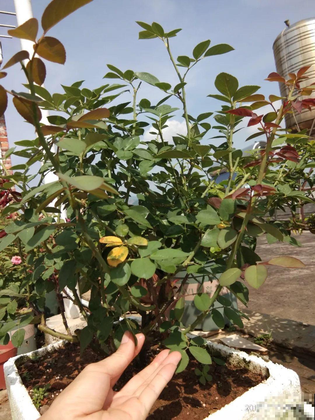 妈妈在门口插个枝，10天爆出大白根，3年窜满整面墙！