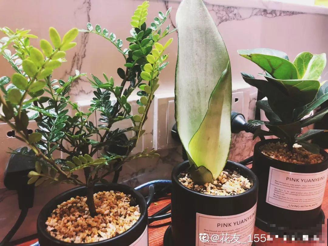 三角梅不修剪，只会闷着头往上长，叶子密密麻麻就是不开花！