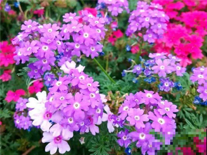 这3种花都爱养，但越长花越少？趁着秋天赶紧用点肥
