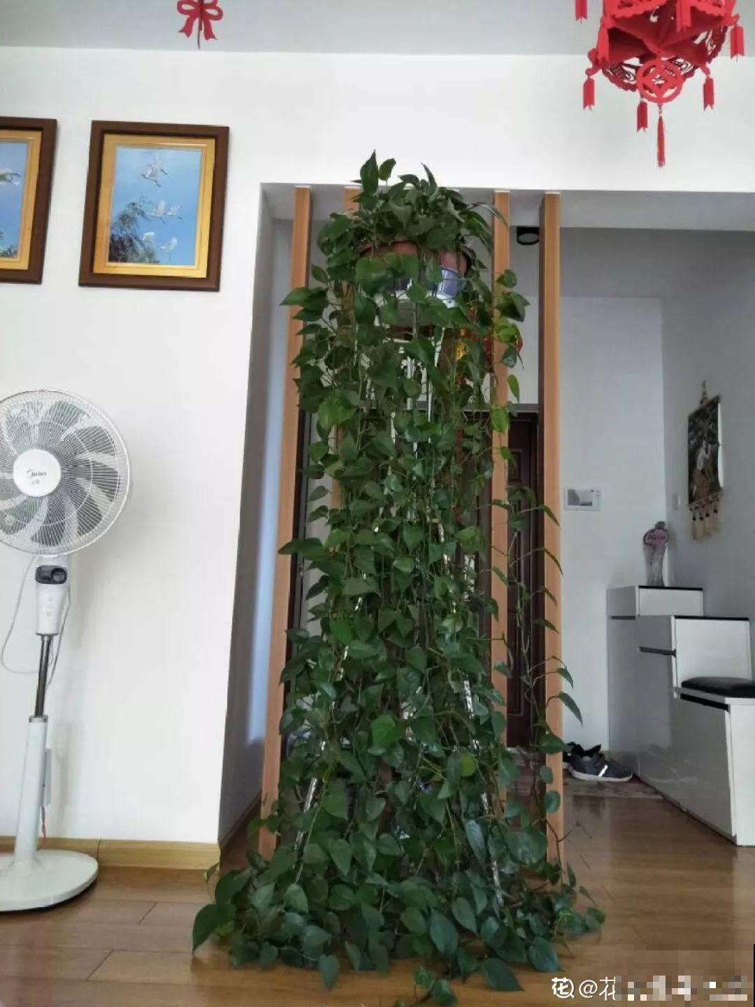 都说这花不吉利，我却种了一大片，越养越上瘾！