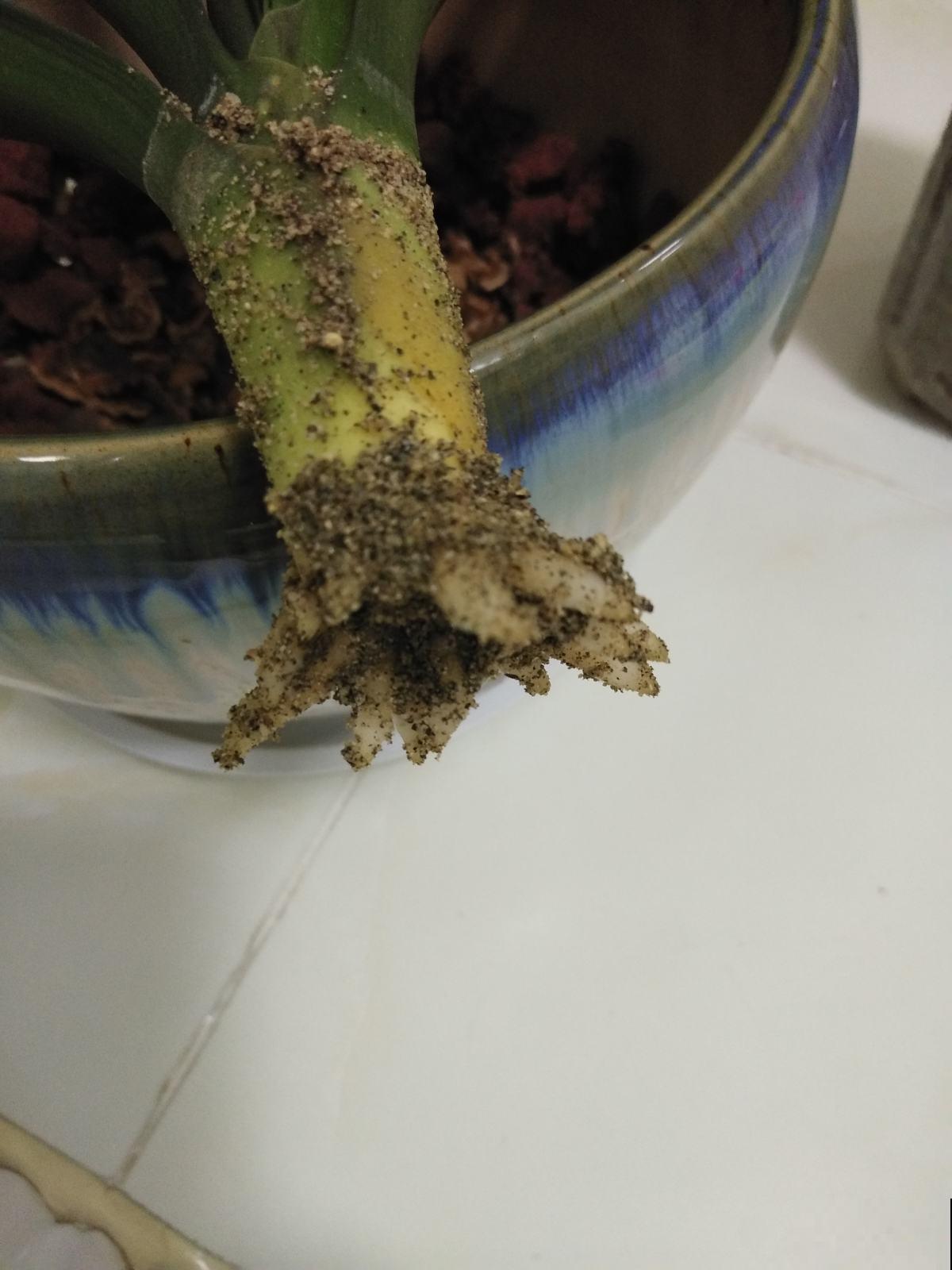 度夏结束盆栽烂了一大片，做完这几步能起死回生，长势比春天还好