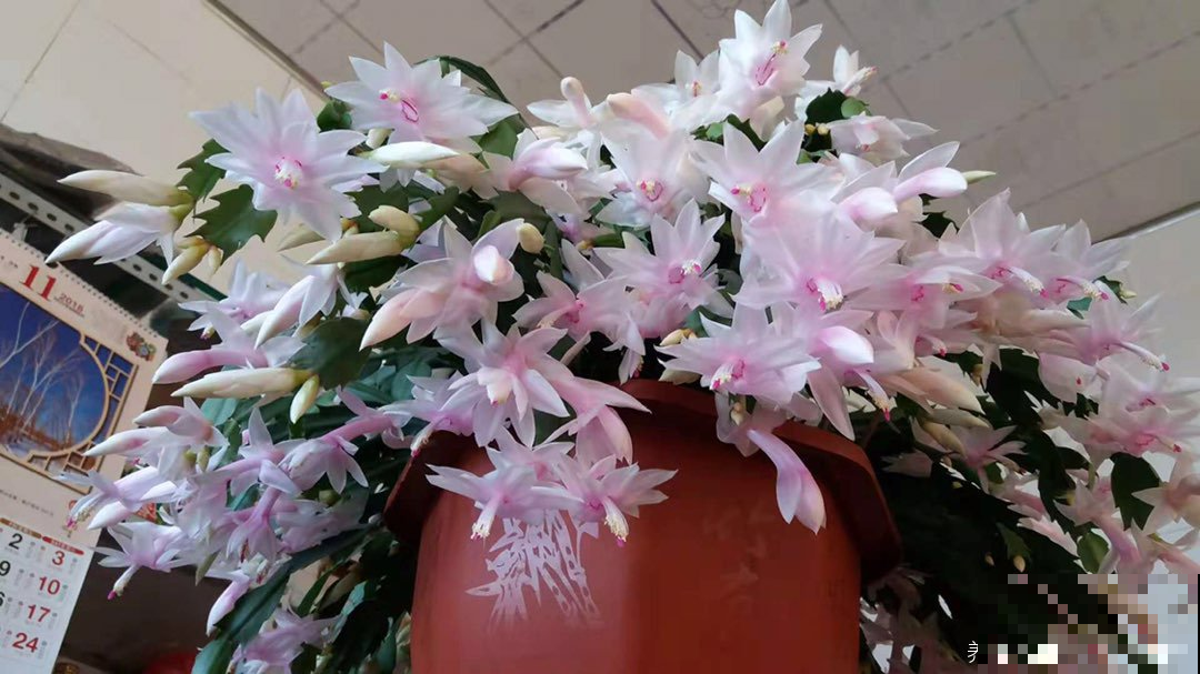 蟹爪兰到了最能长的时间，这么养迅猛窜芽，花开的看不到枝！