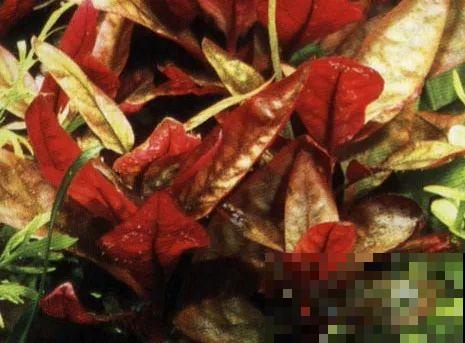 比铜钱草好看百倍的花，7天爆满一大缸，多到家里堆不下！