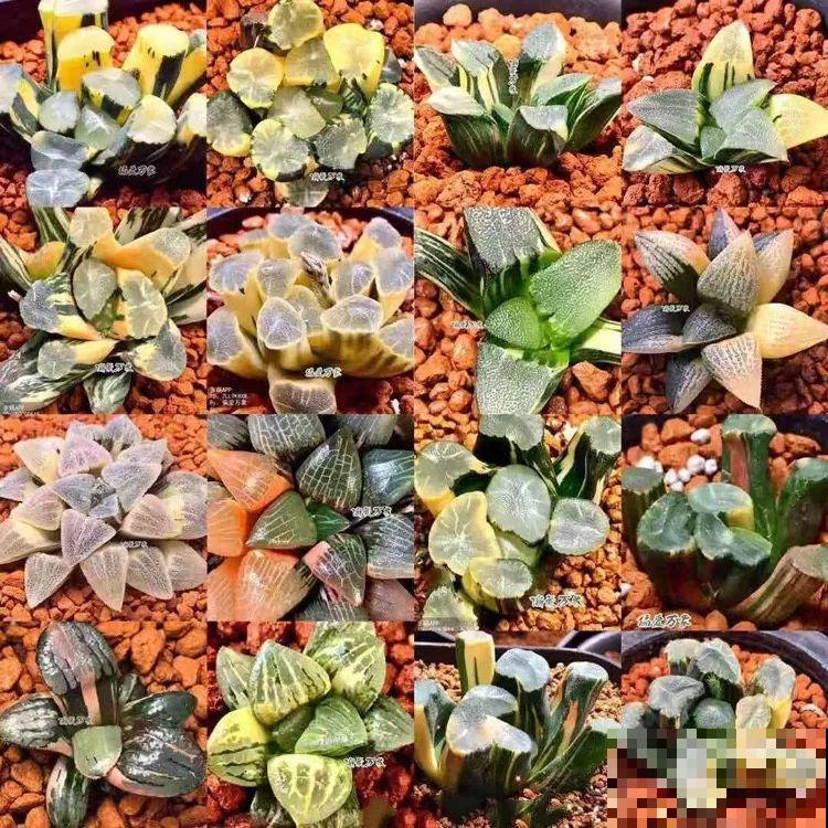 极品玉露，晶莹剔透堪比水晶，看一眼就爱上！