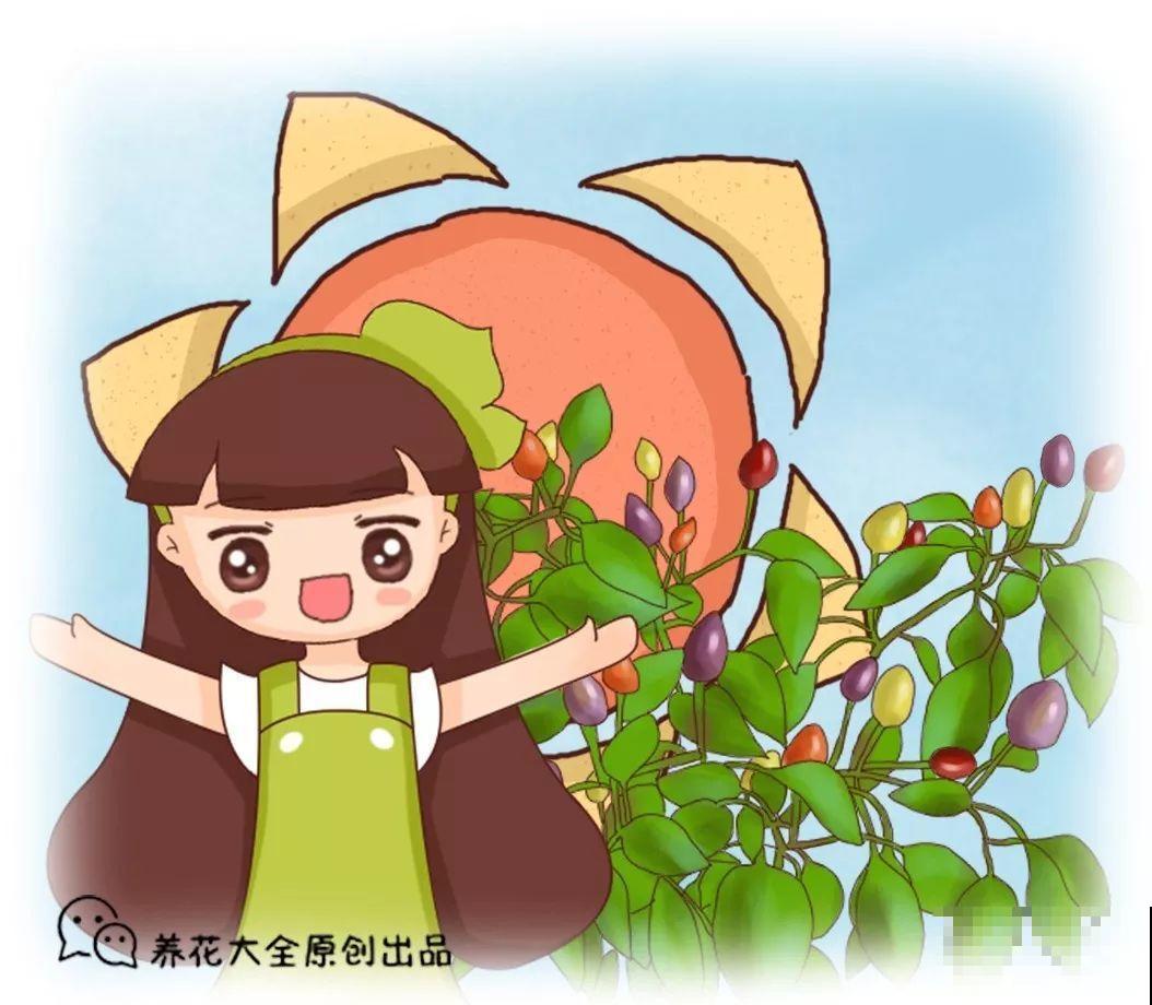 这花结的果子五颜六色，好看还能吃，比养绿萝省心多了！