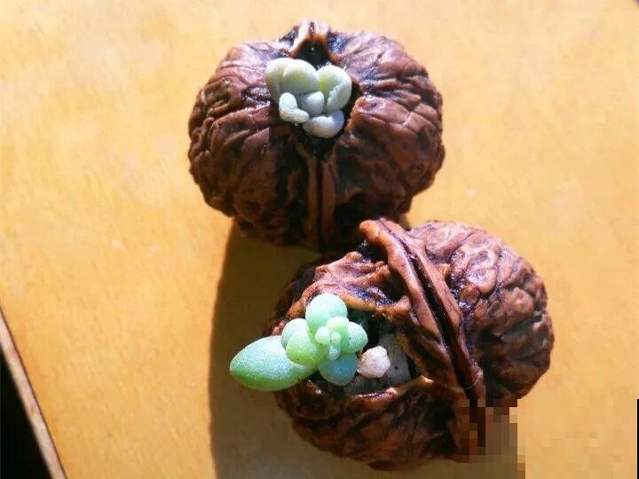 她把核桃敲个洞，放上多肉呼呼长，叶片饱满超精致！