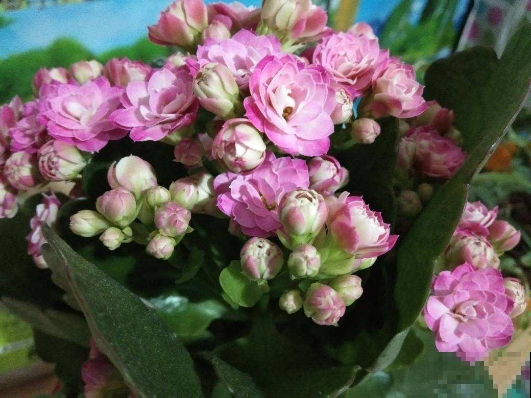你家长寿花不开花也不长叶？就是这几点没做好，赶紧来学！
