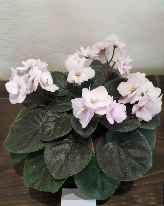最耐阴的花就是它，光线弱也能开爆盆，越养越上瘾！