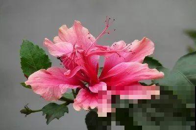 养花不易，碰上这样的伸手党，真没法好好做朋友了！