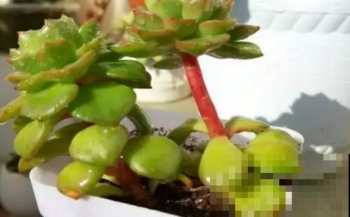秋丽和冬美人嫁接，两个月就能活，养多肉就要玩出新鲜花样！