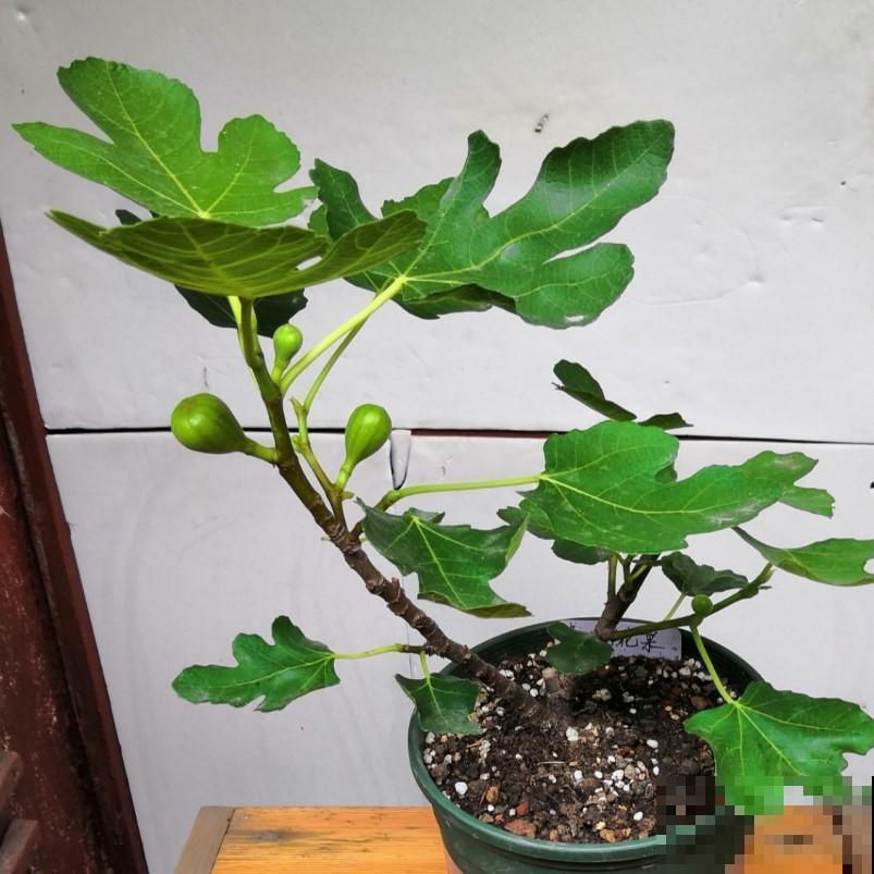 3种大型植物真好扦插，简单扦插，以后这些都不用花钱买！