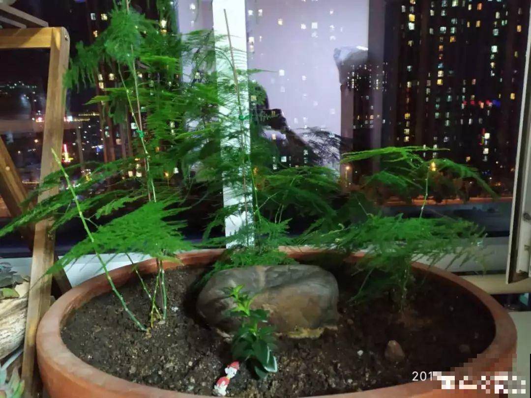 想要告别养花新手期，先要会浇水，根养壮了啥都好说！