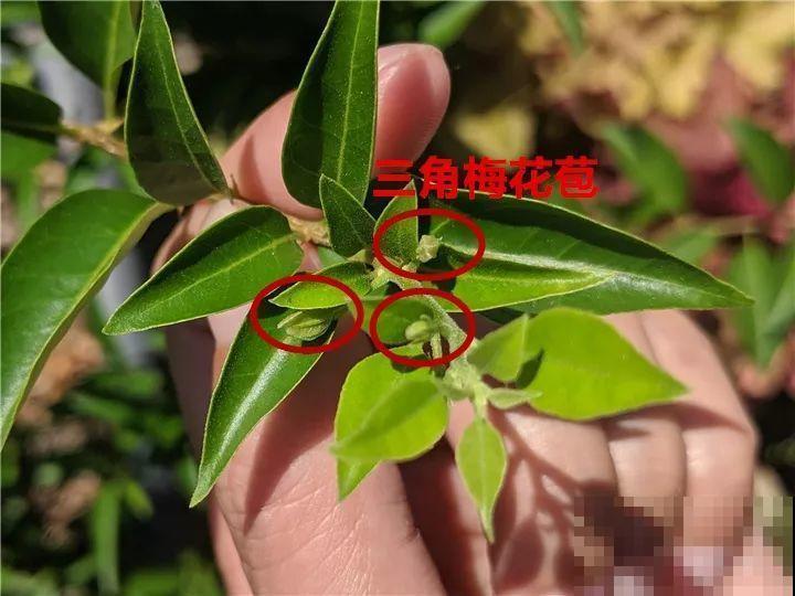 花有这种枝条，那就别剪了，不然一点开花动静也不会有！