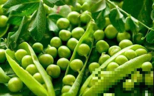 现在把这小豆子塞盆里，俩月不到就能收获好几斤，比买的还香！