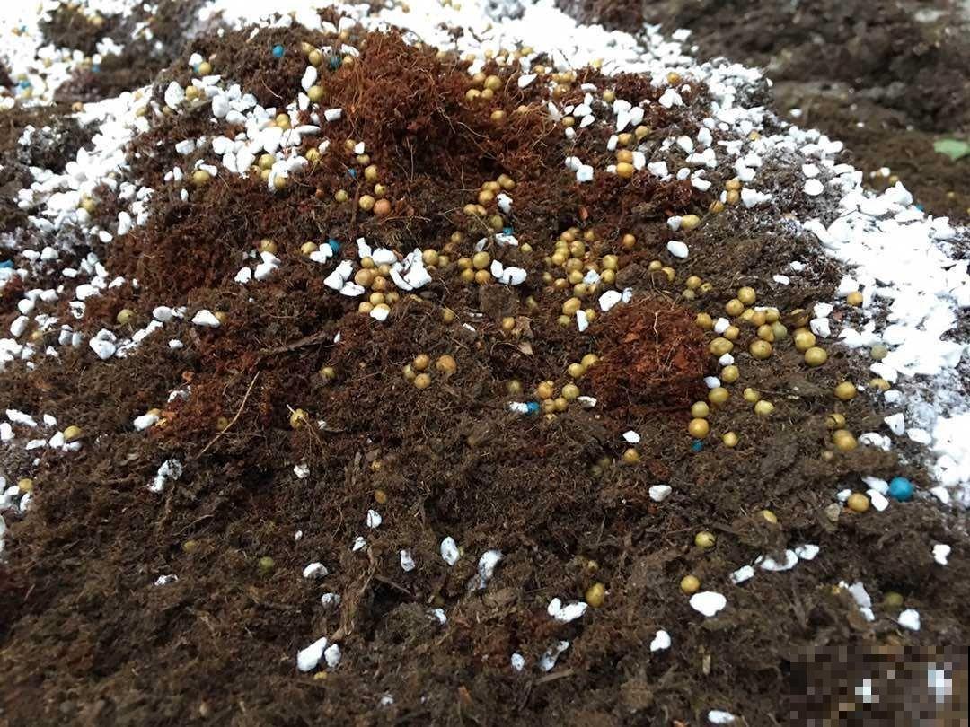 多肉根系不够壮？记住这4点，半月养出大白根！