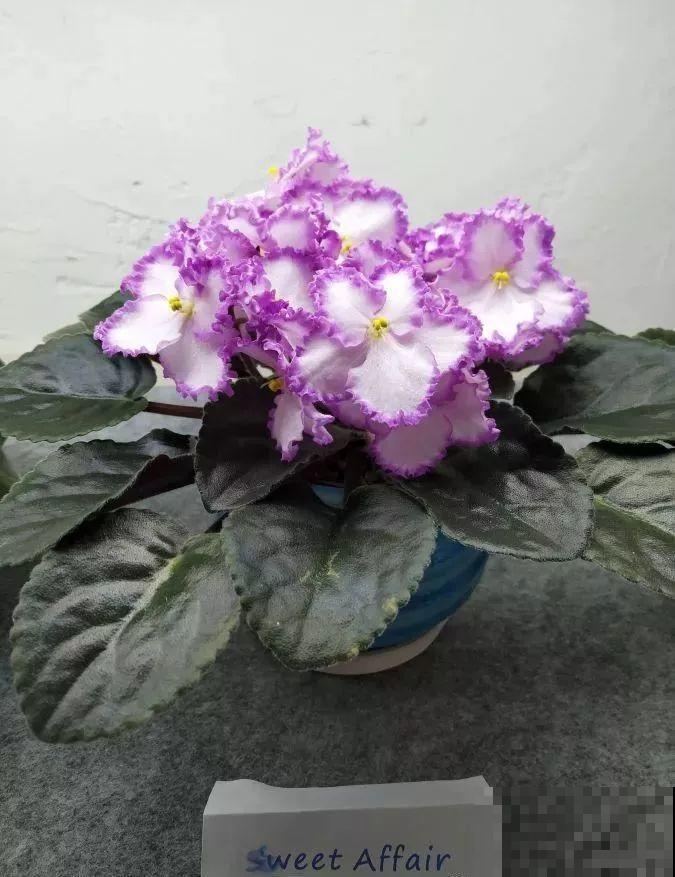 最耐阴的花就是它，光线弱也能开爆盆，越养越上瘾！