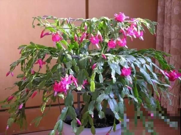 仙人掌这样嫁接，接上就能活，花开十多年！