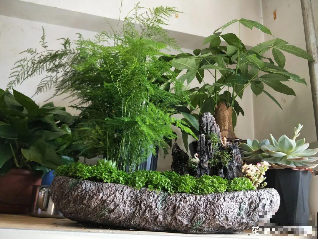 想要告别养花新手期，先要会浇水，根养壮了啥都好说！